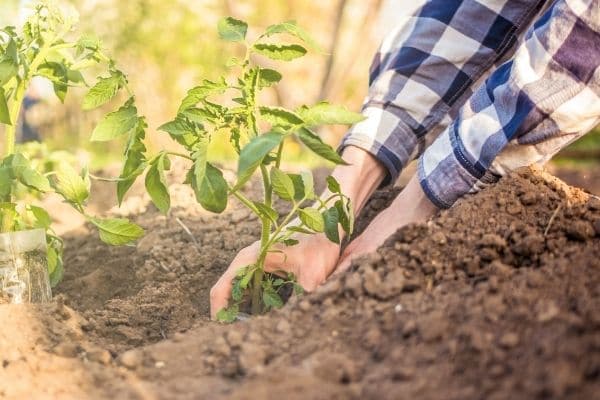 Person planting plant into dirt to reduce food waste