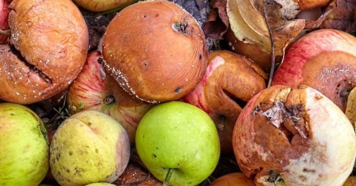 Ways to Reduce Food Waste and Save Money