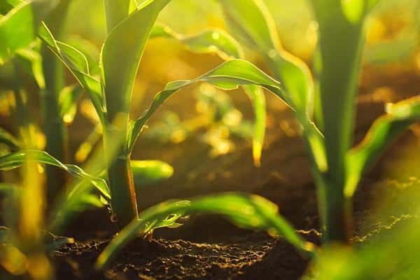 Corn crop up close_How to Achieve Sustainable Food