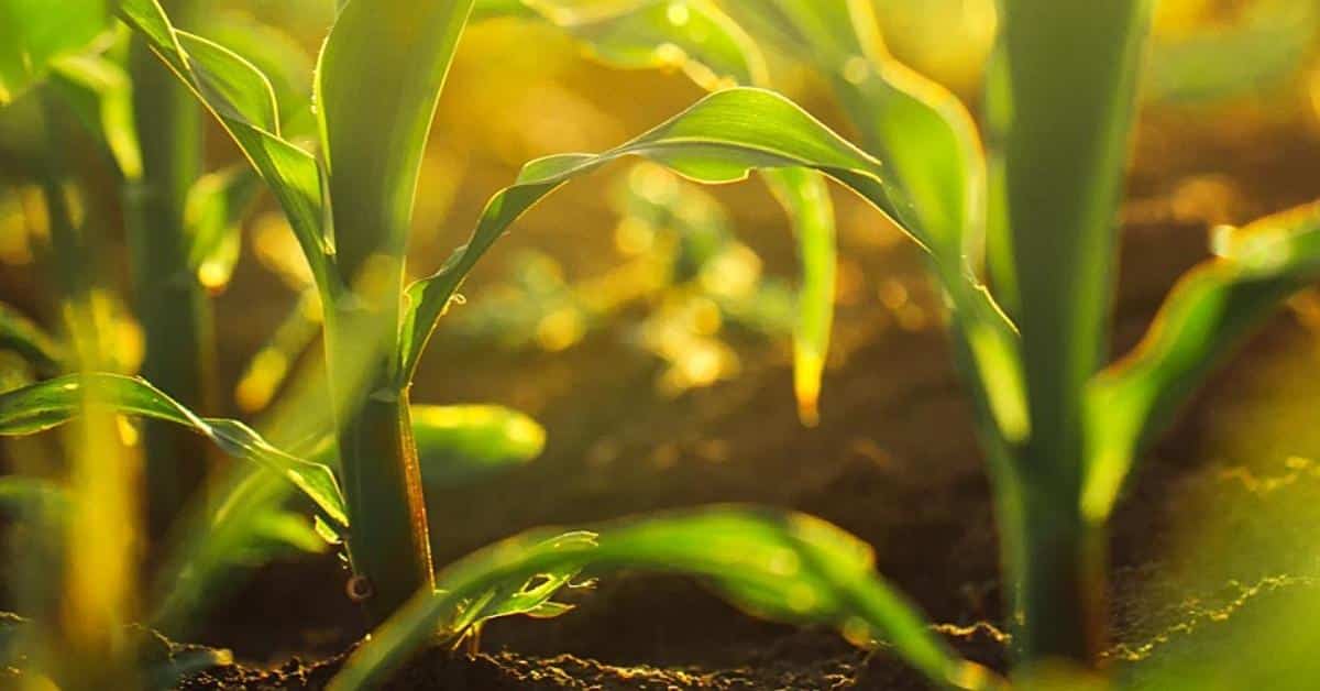 Corn crops up close_Sustainable Food Tips Checklist