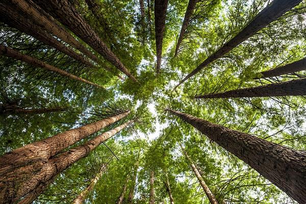 Why Sustainability is Important-looking up at old growth forest